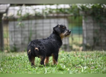 Kiki, kleine Schnauzermix - Dame mit großem Herz sucht ihr Zuhause