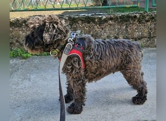 Alba, Mini Schnauzer Mischling