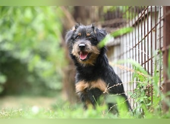 Kiki, kleine Schnauzermix - Dame mit großem Herz sucht ihr Zuhause
