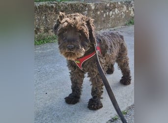 Alba, Mini Schnauzer Mischling