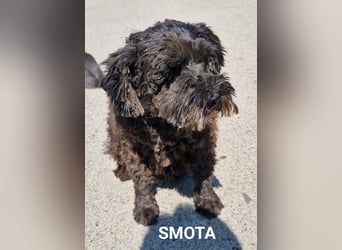 Smota, ganz lieber Wuschel