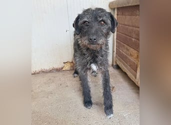 treue Hundeseele OLIVIA - 3 Jahre, 40cm/10kg - Schnauzer-Mix