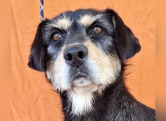 PANNY - 3 Jahre, 36cm/13kg - Schnauzer-Dackel-Mix