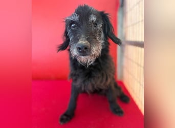 zarte Hundeseele BETTY - 12 Jahre, 40cm/10kg - Schnauzer-Mix