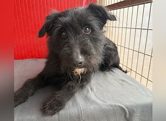 ❤️❤️❤️ kleiner Herzensbrecher BENDY - 2 Jahre, 40cm - Schnauzer-Mix