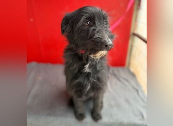 ❤️❤️❤️ kleiner Herzensbrecher BENDY - 2 Jahre, 40cm - Schnauzer-Mix