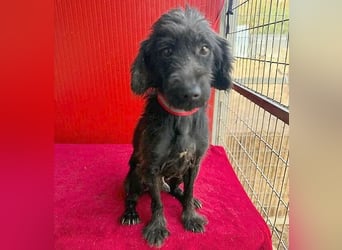 Sonnenschein MIKO - 6 Jahre, 40cm/10kg - Schnauzer-Mix