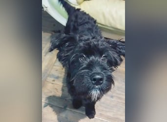 unkomplizierter kleiner ARTUR - 8 Monate, 40cm/13kg - Schnauzer-Mix