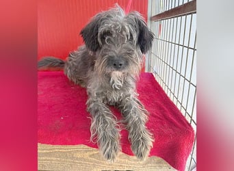 fröhlicher kleiner SNAKI - 2 Jahre, 40cm/10kg - Schnauzer-Mix
