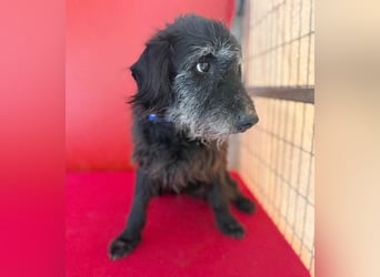 zarte Hundeseele BETTY - 12 Jahre, 40cm/10kg - Schnauzer-Mix