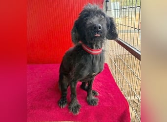 Sonnenschein MIKO - 6 Jahre, 40cm/10kg - Schnauzer-Mix