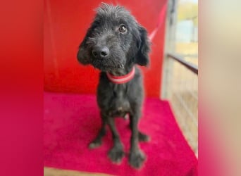 Sonnenschein MIKO - 6 Jahre, 40cm/10kg - Schnauzer-Mix