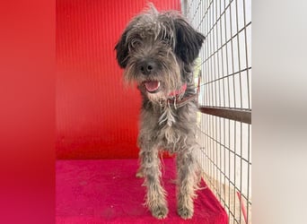 fröhlicher kleiner SNAKI - 2 Jahre, 40cm/10kg - Schnauzer-Mix