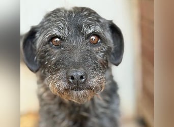treue Hundeseele OLIVIA - 3 Jahre, 40cm/10kg - Schnauzer-Mix