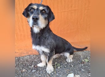 PANNY - 3 Jahre, 36cm/13kg - Schnauzer-Dackel-Mix
