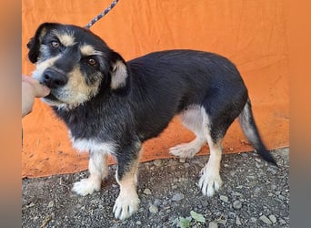 PANNY - 3 Jahre, 36cm/13kg - Schnauzer-Dackel-Mix