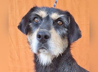 PANNY - 3 Jahre, 36cm/13kg - Schnauzer-Dackel-Mix
