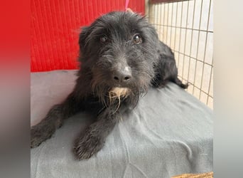 ❤️❤️❤️ kleiner Herzensbrecher BENDY - 2 Jahre, 40cm - Schnauzer-Mix