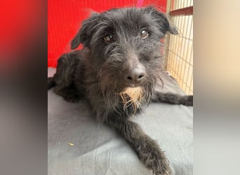 ❤️❤️❤️ kleiner Herzensbrecher BENDY - 2 Jahre, 40cm - Schnauzer-Mix