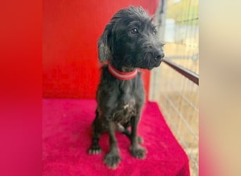 Sonnenschein MIKO - 6 Jahre, 40cm/10kg - Schnauzer-Mix