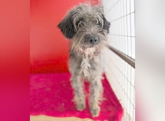 fröhlicher kleiner SNAKI - 2 Jahre, 40cm/10kg - Schnauzer-Mix