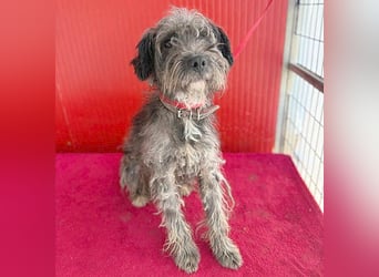 fröhlicher kleiner SNAKI - 2 Jahre, 40cm/10kg - Schnauzer-Mix