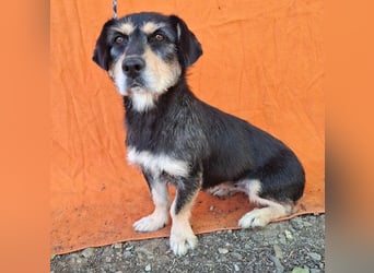 PANNY - 3 Jahre, 36cm/13kg - Schnauzer-Dackel-Mix