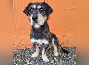 PANNY - 3 Jahre, 36cm/13kg - Schnauzer-Dackel-Mix