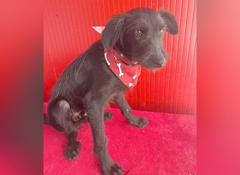 ❤️ kleiner Schnauzer-Mix PEDRO - 8 Monate, 40cm/10kg