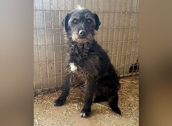 treue Hundeseele OLIVIA - 3 Jahre, 40cm/10kg - Schnauzer-Mix