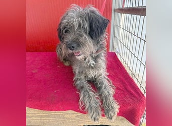 fröhlicher kleiner SNAKI - 2 Jahre, 40cm/10kg - Schnauzer-Mix