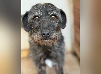 treue Hundeseele OLIVIA - 3 Jahre, 40cm/10kg - Schnauzer-Mix