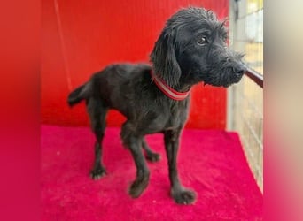 Sonnenschein MIKO - 6 Jahre, 40cm/10kg - Schnauzer-Mix