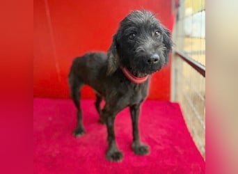 Sonnenschein MIKO - 6 Jahre, 40cm/10kg - Schnauzer-Mix