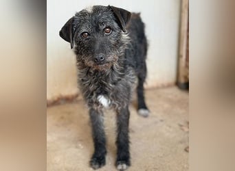 treue Hundeseele OLIVIA - 3 Jahre, 40cm/10kg - Schnauzer-Mix