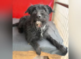❤️❤️❤️ kleiner Herzensbrecher BENDY - 2 Jahre, 40cm - Schnauzer-Mix