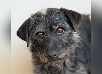 treue Hundeseele OLIVIA - 3 Jahre, 40cm/10kg - Schnauzer-Mix