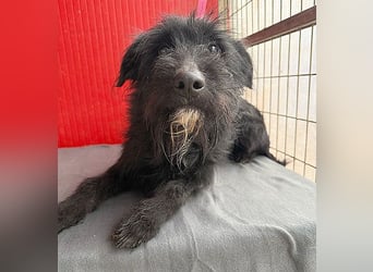 ❤️❤️❤️ kleiner Herzensbrecher BENDY - 2 Jahre, 40cm - Schnauzer-Mix