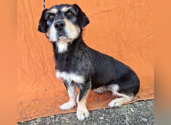 PANNY - 3 Jahre, 36cm/13kg - Schnauzer-Dackel-Mix