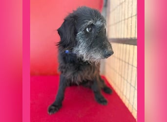 zarte Hundeseele BETTY - 12 Jahre, 40cm/10kg - Schnauzer-Mix