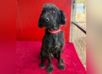 Sonnenschein MIKO - 6 Jahre, 40cm/10kg - Schnauzer-Mix