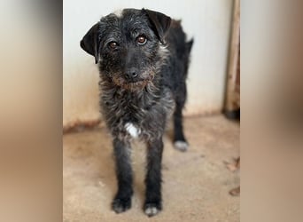 treue Hundeseele OLIVIA - 3 Jahre, 40cm/10kg - Schnauzer-Mix