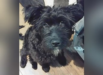 unkomplizierter kleiner ARTUR - 8 Monate, 40cm/13kg - Schnauzer-Mix