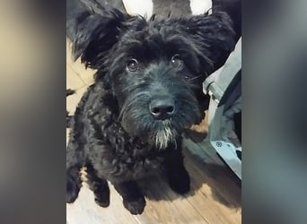 unkomplizierter kleiner ARTUR - 8 Monate, 40cm/13kg - Schnauzer-Mix