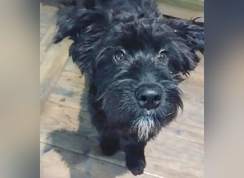 unkomplizierter kleiner ARTUR - 8 Monate, 40cm/13kg - Schnauzer-Mix