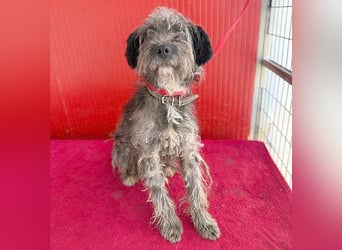 fröhlicher kleiner SNAKI - 2 Jahre, 40cm/10kg - Schnauzer-Mix