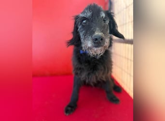 zarte Hundeseele BETTY - 12 Jahre, 40cm/10kg - Schnauzer-Mix