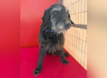 zarte Hundeseele BETTY - 12 Jahre, 40cm/10kg - Schnauzer-Mix
