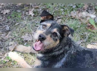 Lupo, Schnauzer Mix, geb. 2022, "Gute Laune Hund "su. Einzelplatz