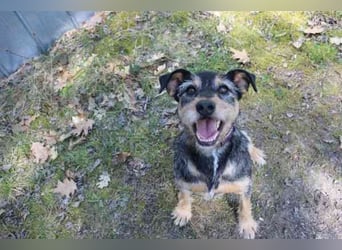 Lupo, Schnauzer Mix, geb. 2022, "Gute Laune Hund "su. Einzelplatz